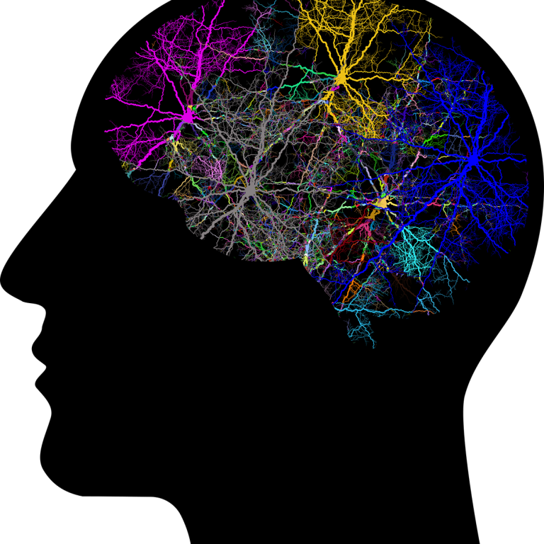 cranium-3244118_1280