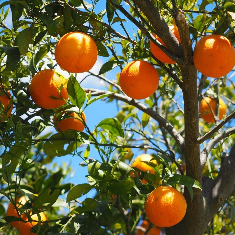 oranges-1117628_1280