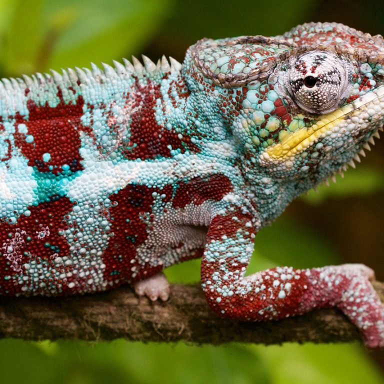 nature-1643681_1280