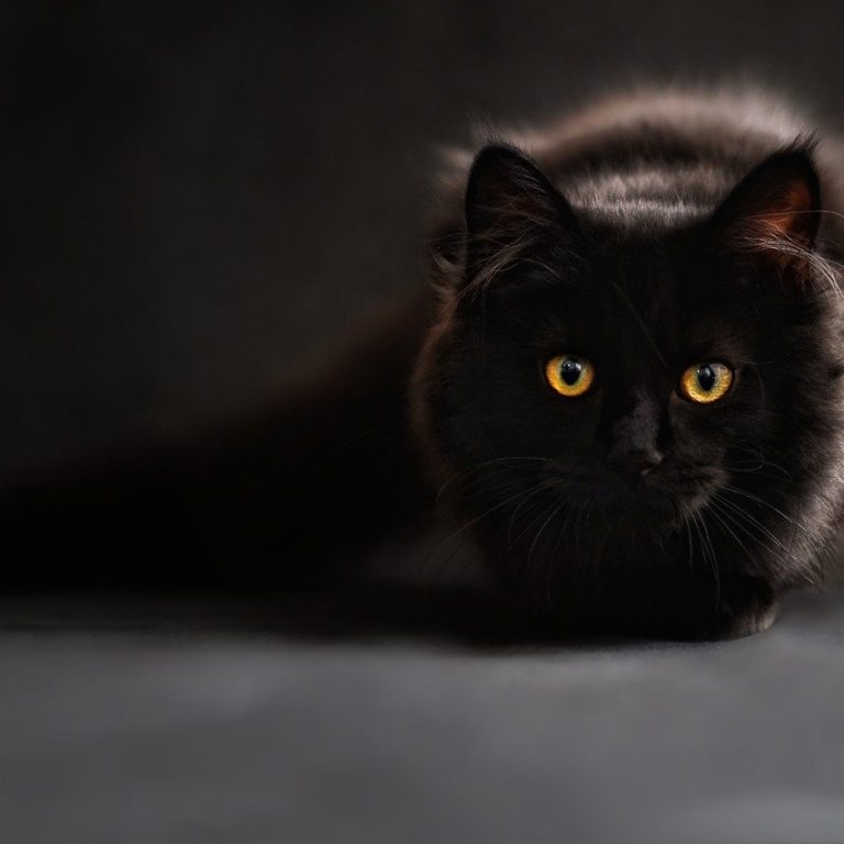 cat-694730_1280