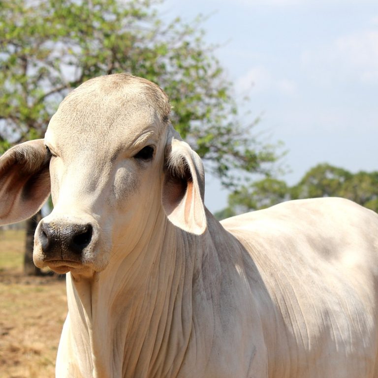livestock-1801604_1280