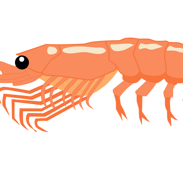 shrimp-5431122_1280