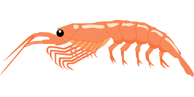 shrimp-5431122_1280