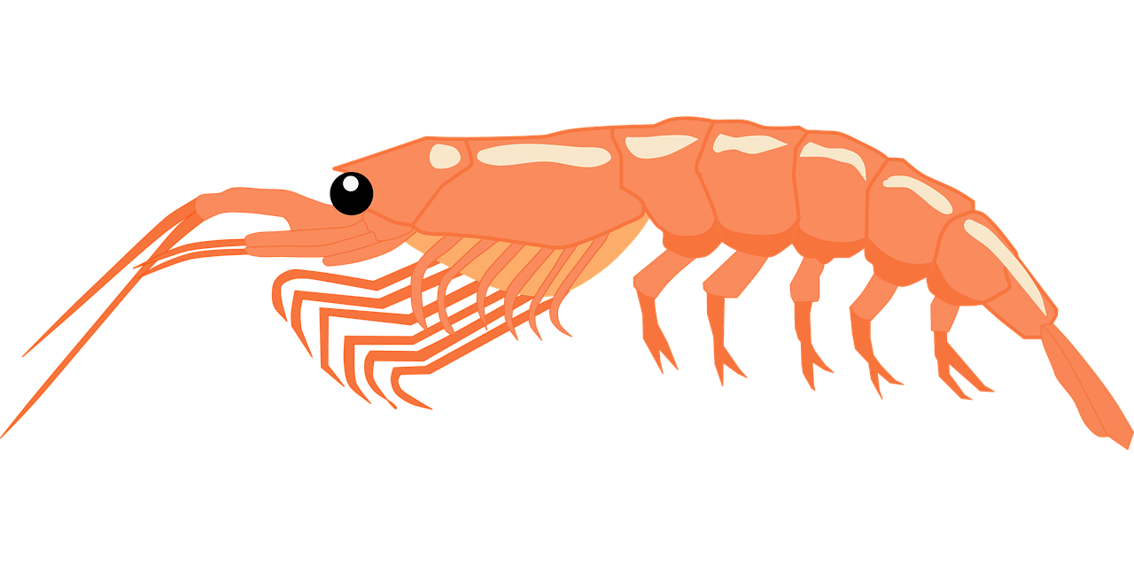 shrimp-5431122_1280