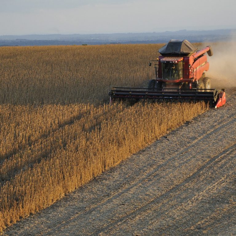 soybeans-1543071_1920