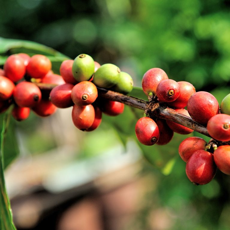 bean-1512433_1920
