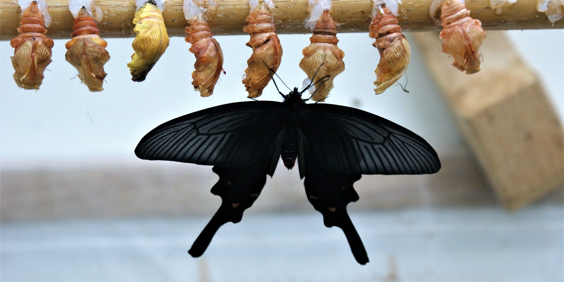 butterfly-g4a29f43ed_1920