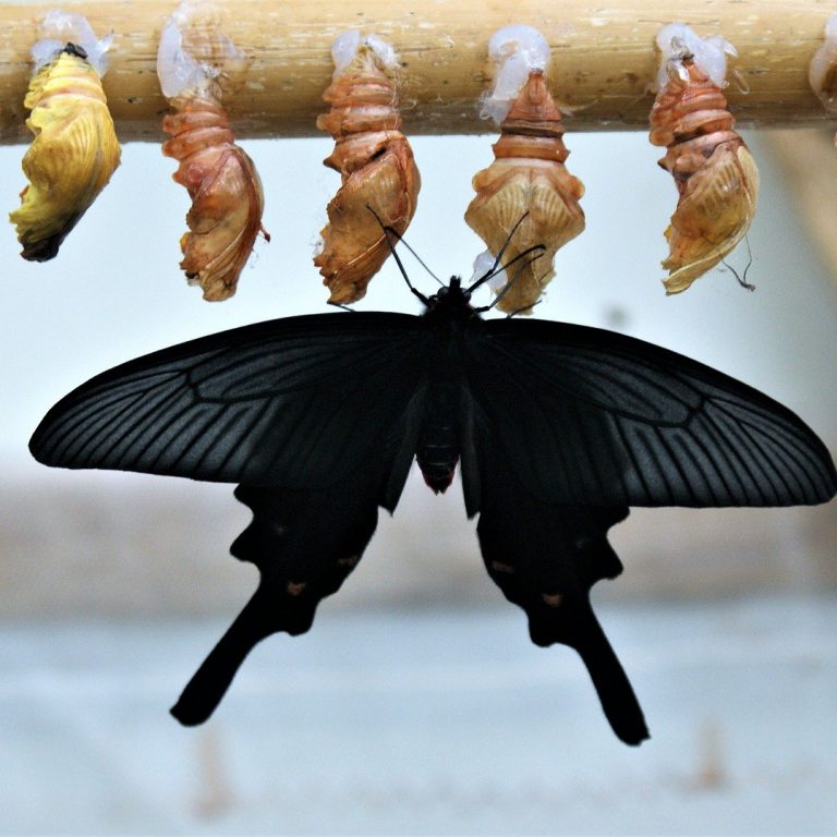 butterfly-g4a29f43ed_1920
