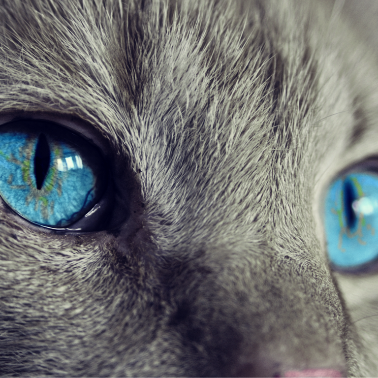 cat-g6d03e0698_1920