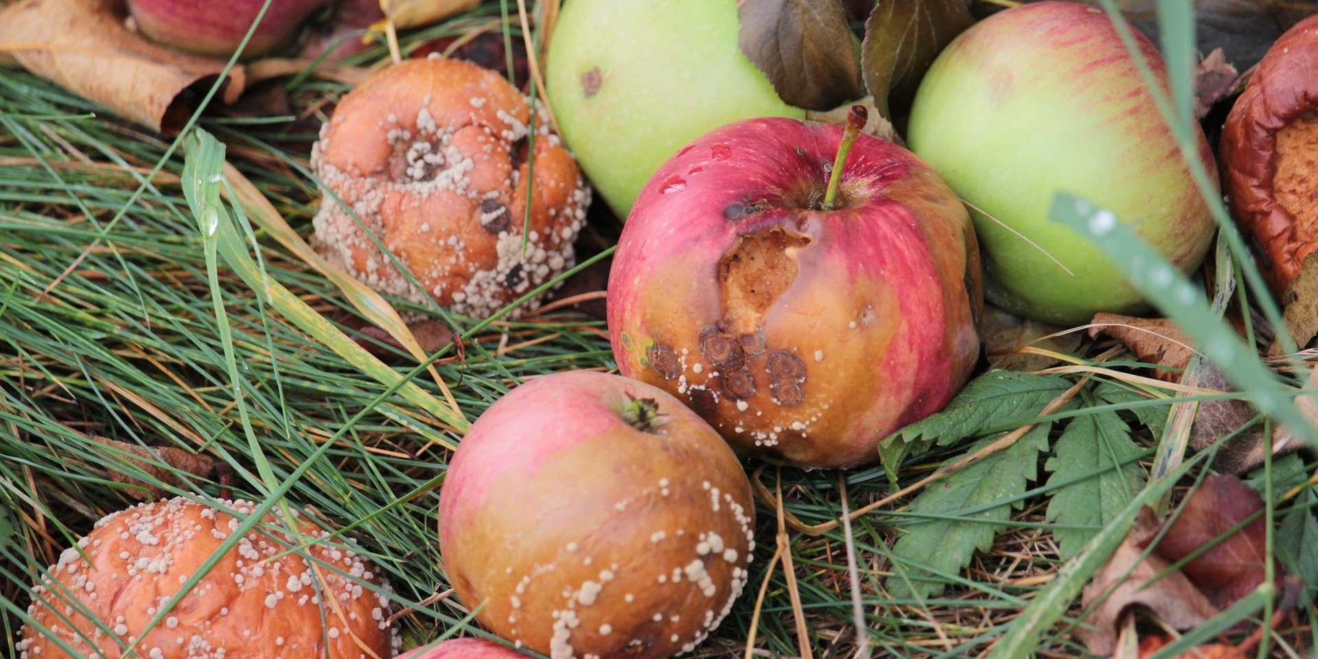 apple-gee0bacc9a_1920