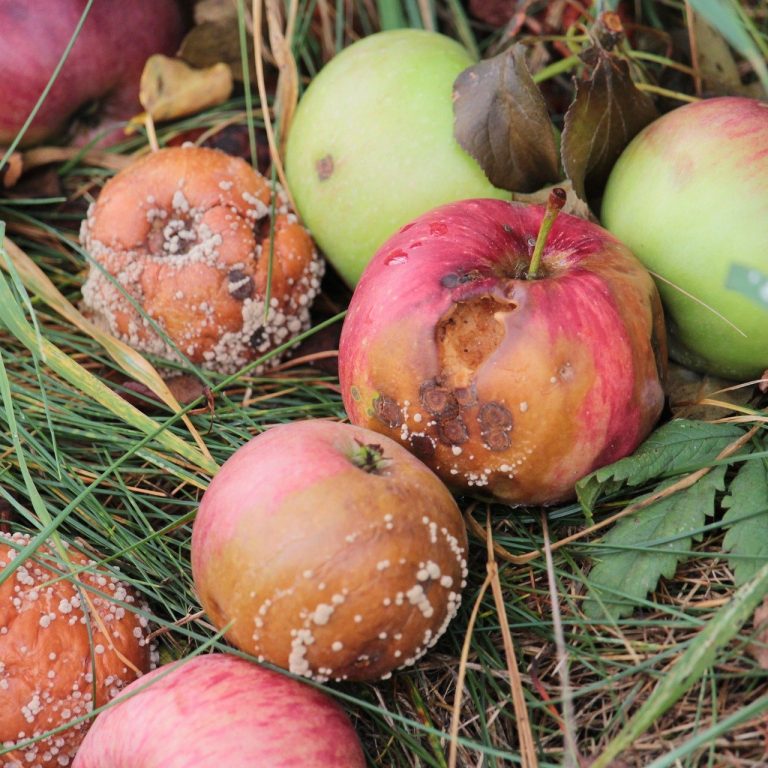 apple-gee0bacc9a_1920