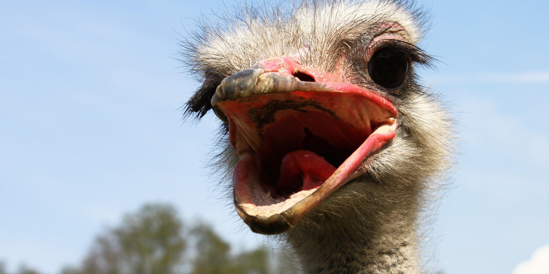 nature-gc08688401_1920