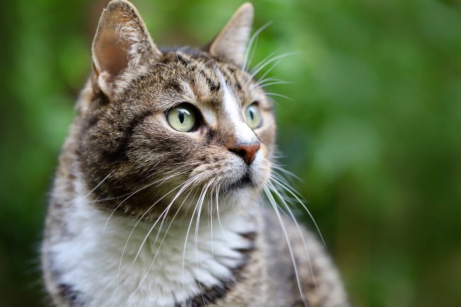 cat-g473ba4a13_1920