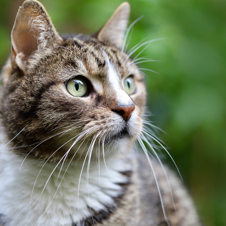 cat-g473ba4a13_1920
