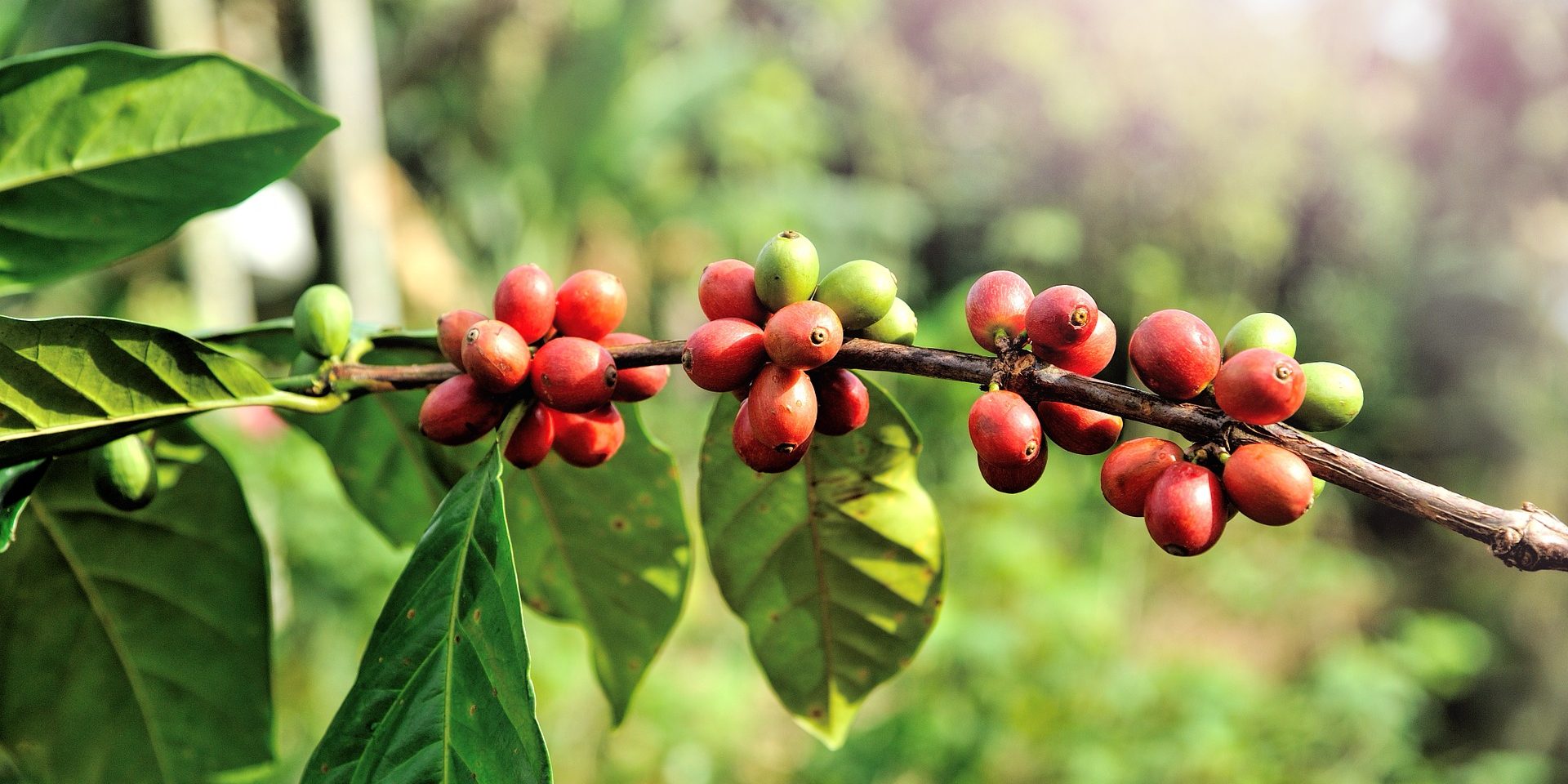 bean-gc7c14f4bf_1920