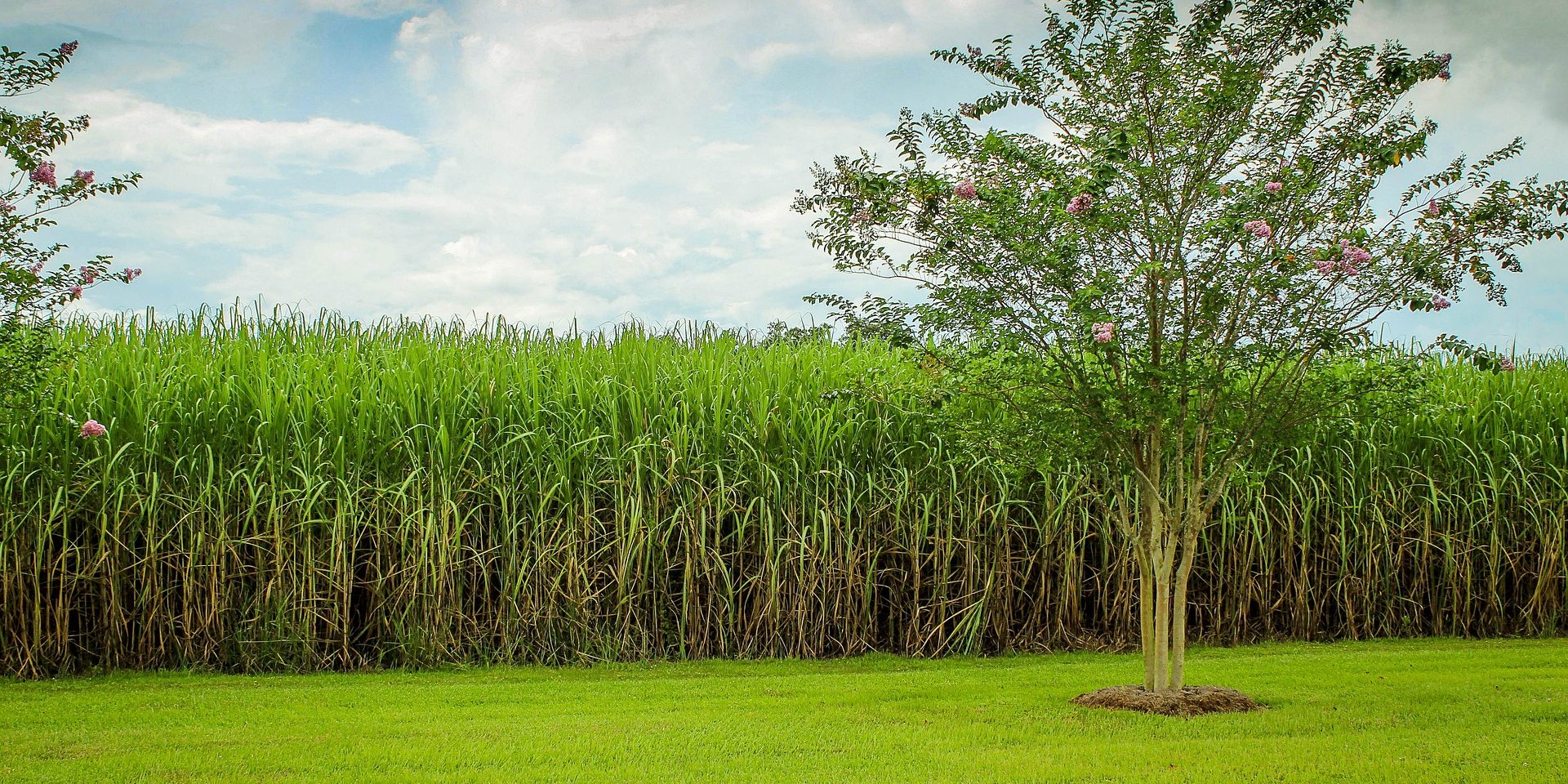 sugarcane-g100da9231_1920