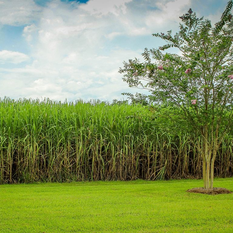 sugarcane-g100da9231_1920