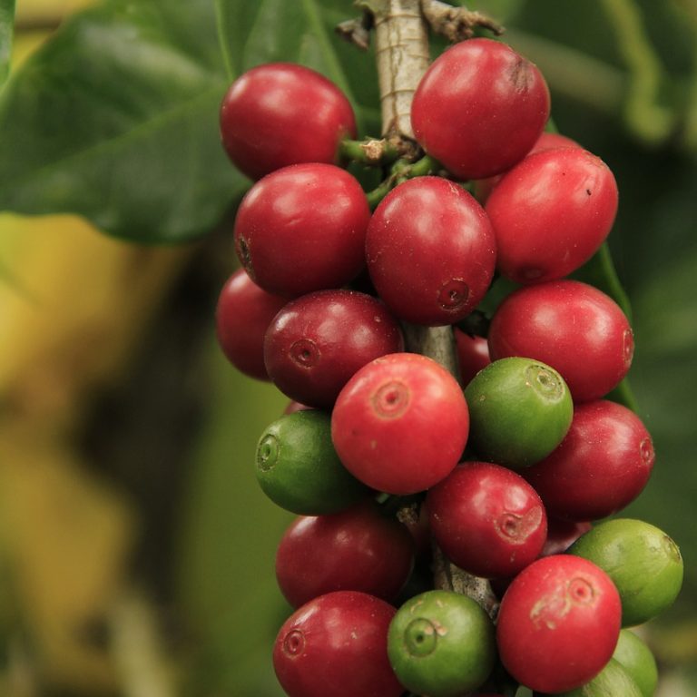 coffee-grains-1485592_1280
