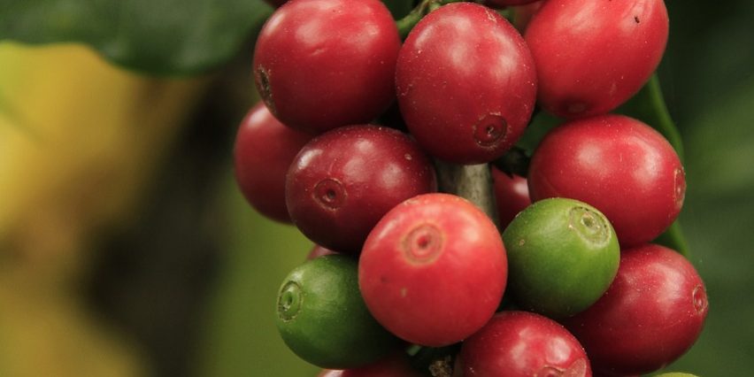 coffee-grains-1485592_1280