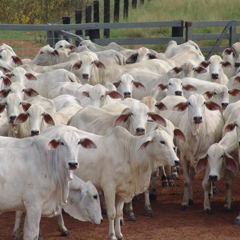flock-930825_1280