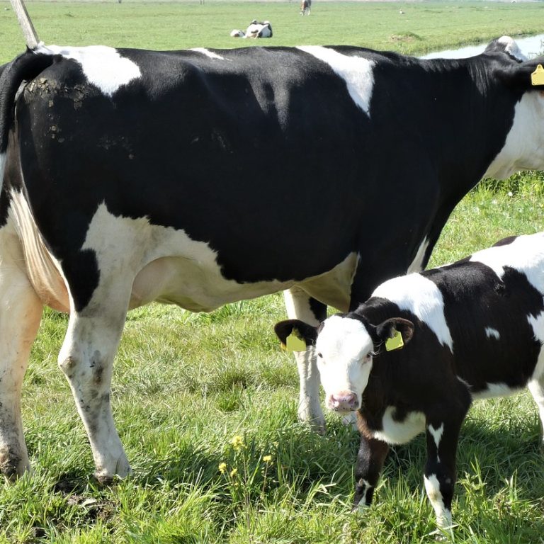 calf-5047986_1280